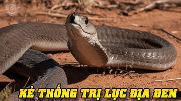 🔥Rắn Mamba Đen – Cỗ quan tài di động, Cơn ác mộng kinh hoàng của lục địa đen | Thế giới động vật