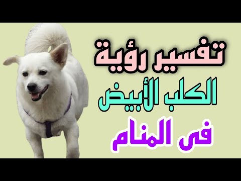 فيديو: كيفية جعل الكلب الغذاء لداسكوند