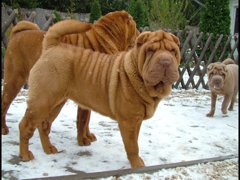 japanese sharpei dog