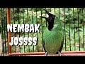 Cucak Ijo Gacor Bongkar Isian Full Nembak Mancing Cak Ijo Lain Emosi Pancingan Dan Masteran Mp3 - Mp4 Download