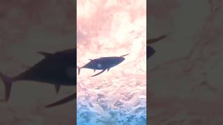 Delicious Albacore Tuna! ❤️ 😋 😍 #fishtough #fishing #seafood #delicacy