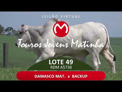 LOTE 49