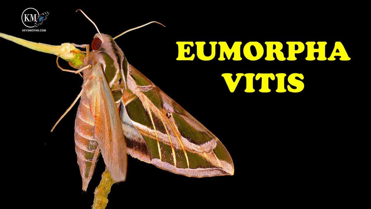 EXTREMELY RARE MOTH FOUND IN FLORIDA KEYS   EUMORPHA VITIS   THE VINE SPHINX
