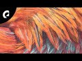 Dj denz the rooster  believing wanting royalty free music