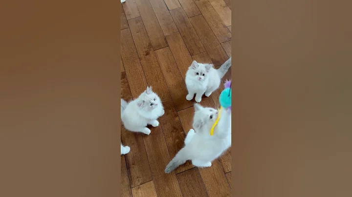 Video 10363661: perfect feline, meet feline, cat