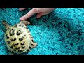 Turtle Dance Party Time 🥳 | 🐢 Viking Turtle Olaf