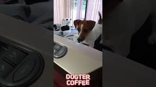 Jump On Me | Jack Russell Terrier Dogter Coffee #shorts