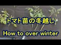 トマト苗の冬越し　Tomato /How to over the winter