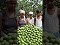 Lemon kumbhkart 🍋 farming 100% satisfy farmers reviews in service Deepak Gupta 9236914147