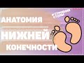 Анатомия / Скелет человека / Кости / Строение стопы / Анатомия стопы