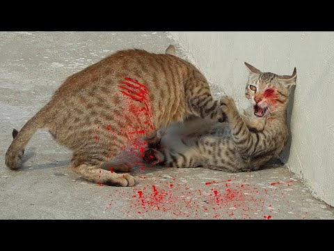 Vidéo: Les Défis De L'accueil Des Chats Des Rues