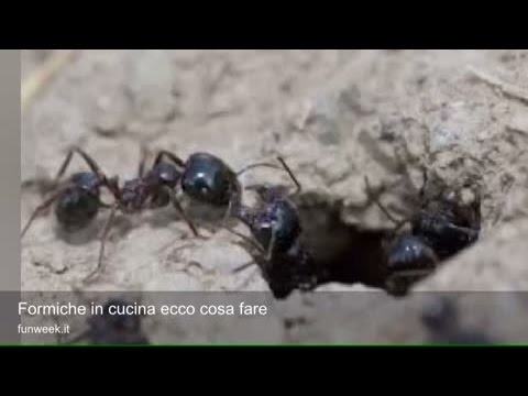 Video come eliminare le formiche in casa