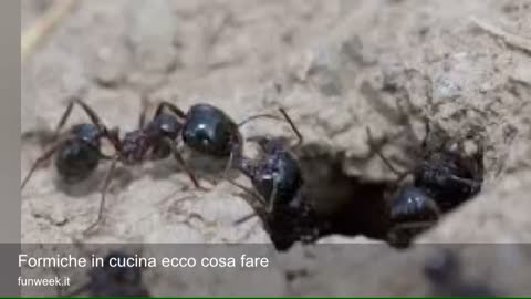 Formiche in cucina ecco cosa fare youtube Come eliminare le formiche in cucina