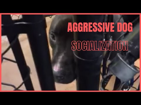 dog-training-|-aggressive-dog-socialization-|-solid-k9-training-dog-training