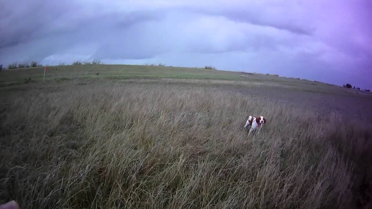 Sutter Buttes Pointing Dog Club AKC Junior Hunt Test YouTube sutter-buttes-pointing-dog-club-akc-junior-hunt-test-youtube