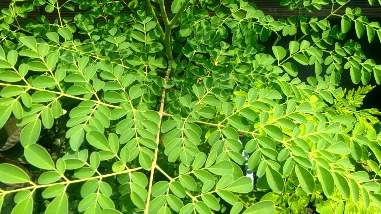 Daun Kelor Banyak Manpaat nya Buat Tubuh 