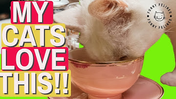 DIY: HOW TO MAKE CATNIP TEA! ☕️ ❤️ #cat #cats #funny #funnycats @funnyfelines1