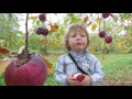 Apple picking at Green Mountain Orchards in Putney Vermont, USA by Caleb Achy Dad Clark