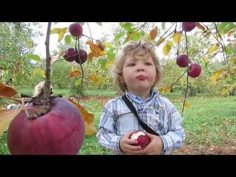 Vídeo: Què són les pomes de Cortland - Obteniu informació sobre la cura de les pomes de Cortland