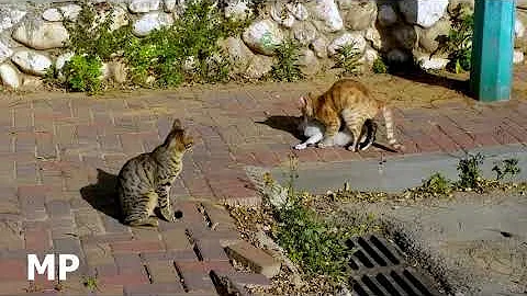 Cats Couple Mating Making Love تزاوج القطط 