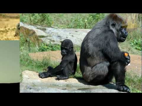 Macacos (Zooconcerto do Conteudo.tv.br)