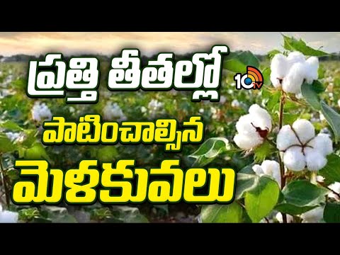 ప్రత్తి తీతల్లో పాటించాల్సిన మెళకువలు | Cotton Cultivation Techniques | Matti Manishi | 10TV - 10TVNEWSTELUGU
