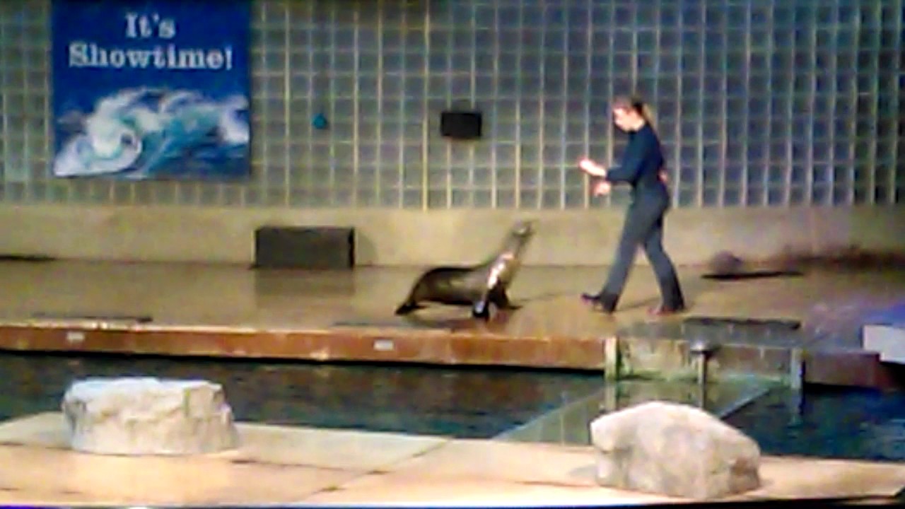 Mystic aquariumfirst day(sealion show) YouTube