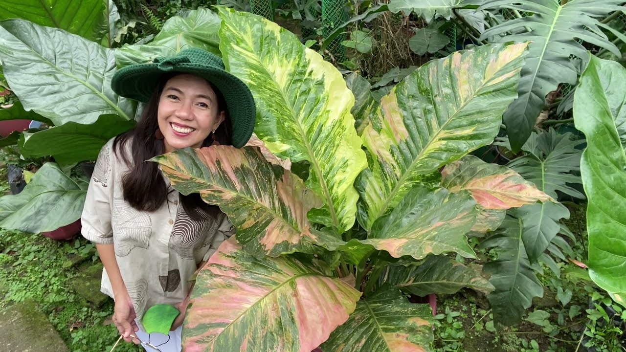 Plantita Journey Vlog #153 || Wide variety of amazing and rare type of Ferns, Anthuriums and other.,