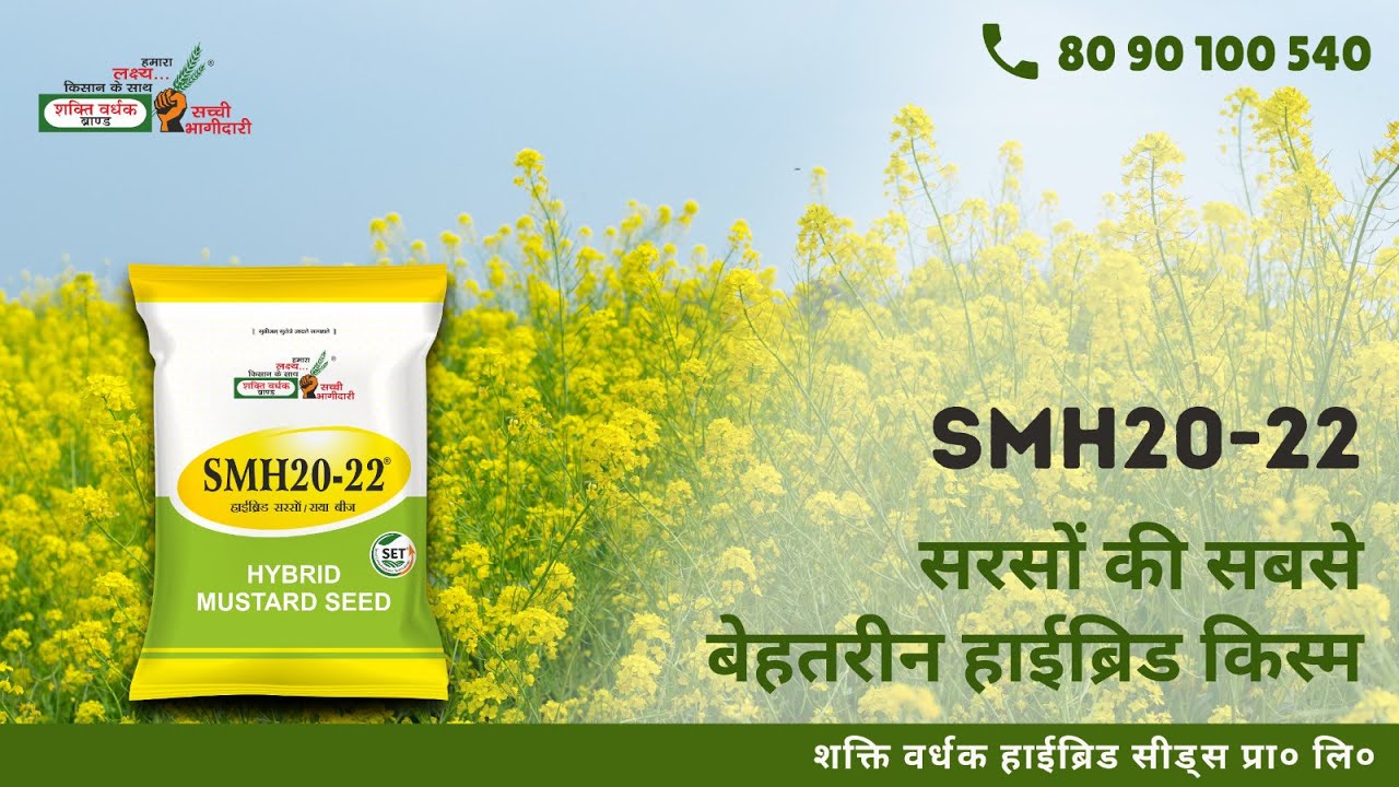 SMH20-22 हाइब्रिड सरसों बीज जो किसानो को दे भरपुर पैदावार