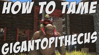 HOW TO TAME GIGANTOPITHECUS -  Giant Apes in Ark Survival Evolved