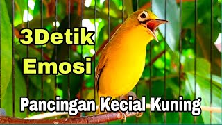 PANCINGAN KECIAL KUNING GACOR BIKIN SEHAT KECIAL ANDA 3DETIK EMOSI