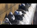 Baltic, Gateshead: Kittiwake☀️20/05/26