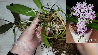 Пересадка орхидеи за 10 минут, ТОЛЬКО ТАК делаю пересадку орхидеи, ВСЕ ЭТАПЫ пересадки фаленопсиса