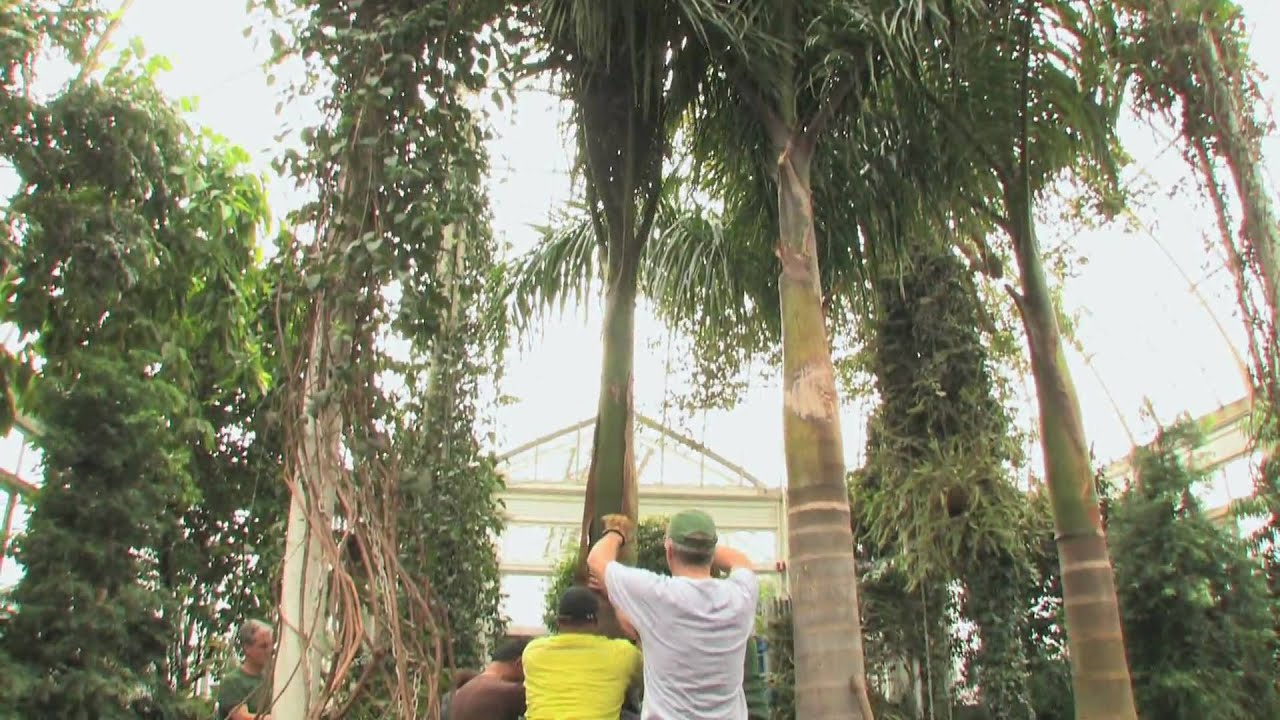 blossom on ninth The Orchid Show: Cuba in Flower in the Making - February 2