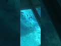 Silver Springs bottomless boat tour