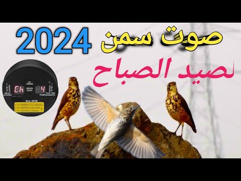 صوت سمن لصيد الصباح 2024