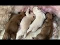 🔴 Cutest Baby Animals 2023 🐶 Cute newborn puppies videos 2023 #2