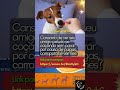 Seu peludo livre de pulgas, carrapatos e vermes com APENAS 1 TABLETE por MÊS! #procureaquiofertas