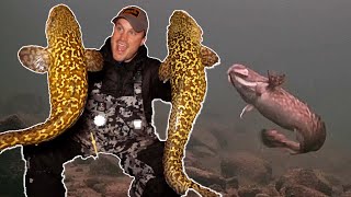 ICE FISHING for Burbot (Eelpout)  Underwater Footage + Locations, Tips, & Tricks