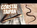 Coastal taipan the ultimate snake  poona