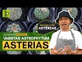 Mengenal Lebih Lanjut Jenis Astrophytum Asterias by Minplant