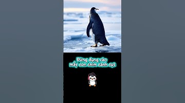 đừng đụng vào mấy con chim cánh cụt 🐧
