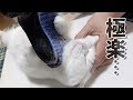 【打倒抜け毛!!】とげとげグローブに思わずとろけてしまう猫！