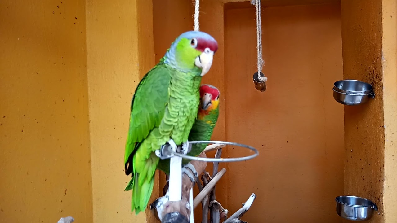 Dimitrio un macho de amazona finschi.