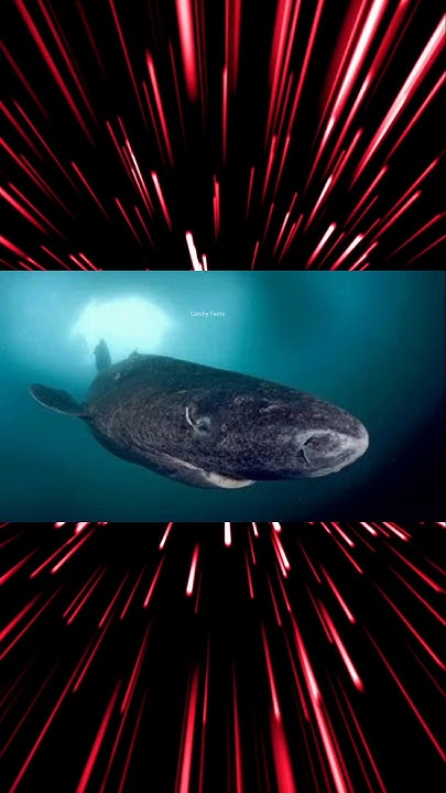 meet-the-longest-living-creature-on-earth-the-rare-greenland-shark
