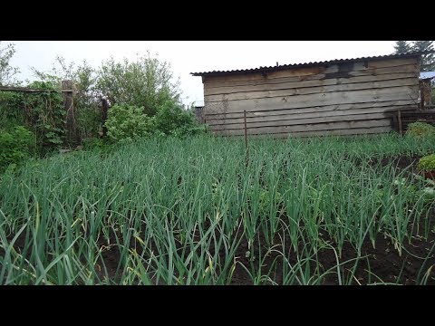 КАК ДЕЛАЮ ГРЯДКУ