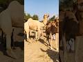 صوت جمل ذكر تم تسجيله مباشرة Shorts 