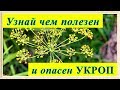 Какая польза от укропа и кому его употреблять не рекомендуется  | VolkoFF_video