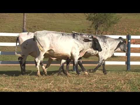 LOTE 33   3276   3284   3228   FAZENDA SÃO MIGUEL