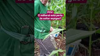 Milho buchando .#vidanaroça #ruralescape